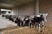 Lạ lùng đàn trâu nghỉ trưa trong khu biệt thự nghìn tỷ