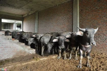 Lạ lùng đàn trâu nghỉ trưa trong khu biệt thự nghìn tỷ