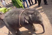 Cứu voi con 2 tháng tuổi rơi xuống giếng