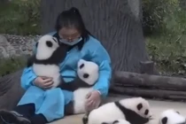 Kiếm gần một tỷ mỗi năm từ nghề… ôm gấu trúc