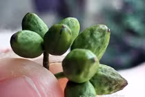 Vào rừng lùng trái đắng kiếm gần nửa triệu mỗi ngày