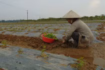 Nông dân Quảng Nam trắng tay sau lũ