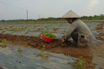 Nông dân Quảng Nam trắng tay sau lũ