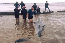 Tin mới nhất việc cá voi khổng lồ dạt vào bờ biển Nam Định