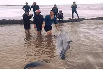 Tin mới nhất việc cá voi khổng lồ dạt vào bờ biển Nam Định