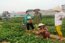 Thiệt hại nặng vì VTV dàn dựng clip, người trồng rau đòi bồi thường