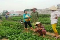 Thiệt hại nặng vì VTV dàn dựng clip, người trồng rau đòi bồi thường