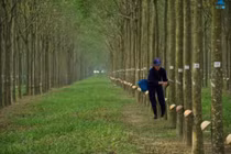 Giá cao su tăng có cứu được bầu Đức?