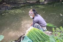 Mất vía cảnh rửa rau ở rãnh nước đầy phân