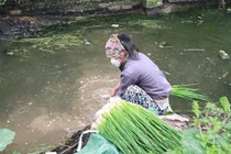 Mất vía cảnh rửa rau ở rãnh nước đầy phân