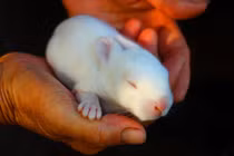 "Bí kíp" tuyệt hay chăm sóc thỏ trong thời kỳ sinh sản