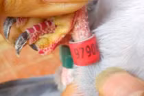 Bắt được chim bồ câu có ký tự lạ ở Nghệ An