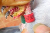 Bắt được chim bồ câu có ký tự lạ ở Nghệ An