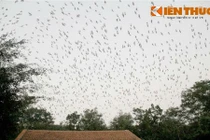 Chiêm ngưỡng “đồi cò” có một không hai ở Nghệ An 