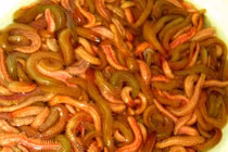 Lạ lùng sâu trở thành... đặc sản, giành giật mới có để ăn