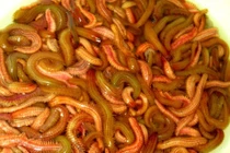 Lạ lùng sâu trở thành... đặc sản, giành giật mới có để ăn