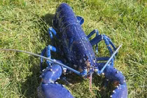 Bắt được tôm hùm xanh siêu quý hiếm