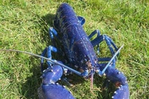 Bắt được tôm hùm xanh siêu quý hiếm