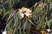 Bất ngờ loài cây “mọc” ra vàng ngay tại Việt Nam