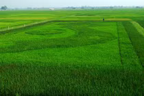 Độc đáo người nông dân vẽ bản đồ Việt Nam bằng cây lúa