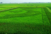 Độc đáo người nông dân vẽ bản đồ Việt Nam bằng cây lúa