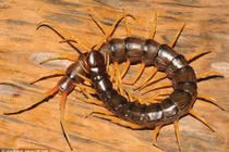 Hoảng hồn phát hiện rết khổng lồ biết bơi dưới nước