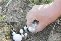 Dân Nghệ An tranh thủ đi nhặt "lộc trời" sau mưa lớn