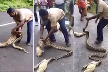 Tay không bóp cổ trăn khủng đòi lại vật nuôi