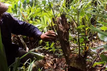 Tận mục những “kho vàng” trên núi ở Việt Nam