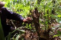 Tận mục những “kho vàng” trên núi ở Việt Nam