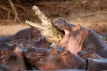 Cá sấu chết thảm vì vào nhầm lãnh địa bầy hà mã