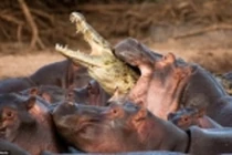 Cá sấu chết thảm vì vào nhầm lãnh địa bầy hà mã