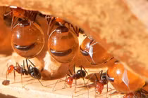 Tại sao loài kiến thống trị thế giới?