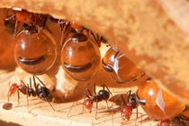 Tại sao loài kiến thống trị thế giới?