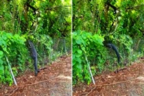 Cá sấu khủng vô tư trèo hàng rào thép đột nhập sân golf