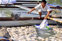 Công an khảo sát vụ cá chết hàng loạt tại Đồng Nai