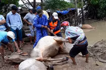 Nuốt nước mắt xẻ thịt bò chết vì lũ để bán 