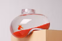 Những bể cá mini siêu chất cho dân chơi sành điệu