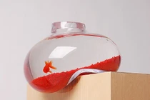 Những bể cá mini siêu chất cho dân chơi sành điệu