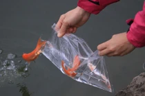 Muôn kiểu tiễn ông Công ông Táo lên trời của người HN