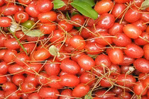 “Thèm phát điên” khi ngắm những trái nhót tây cực đã