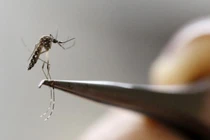 Nam Phi xác nhận trường hợp nhiễm Zika đầu tiên