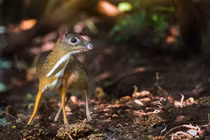 Tận mục loạt sinh vật đặc hữu của Việt Nam: Quý - hiếm - lạ! 