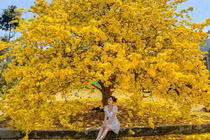 Mai vàng 'khổng lồ' 60 năm tuổi, cao 4 mét trổ bông rực rỡ, thu hút trăm du khách