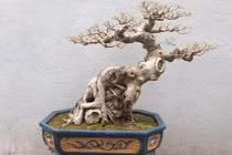 Khô như củi, bonsai không lá độc dị vẫn đẹp hút hồn