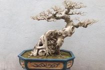 Khô như củi, bonsai không lá độc dị vẫn đẹp hút hồn