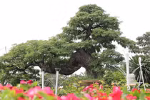 Cận cảnh cây me hơn 100 tuổi được rao bán giá 3,5 tỷ 