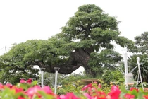 Cận cảnh cây me hơn 100 tuổi được rao bán giá 3,5 tỷ 