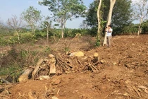 Tiết lộ hành trình ra Bắc của cây đa siêu “khủng” quê Đắk Lắk