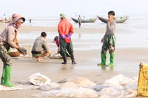 Ngư dân miền Trung thu hoạch sứa biển, đút túi tiền triệu/ngày